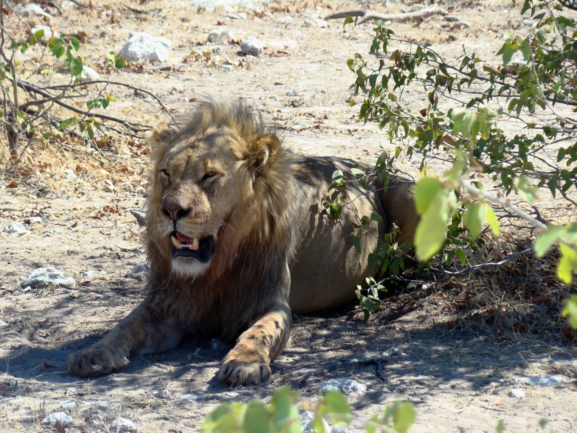 Gondwana Etosha Safari Lodge Okaukuejo Ngoại thất bức ảnh